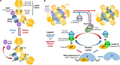 The σB-Mediated General Stress Response of Listeria monocytogenes: Life and Death Decision Making in a Pathogen